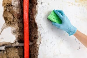 Cleaning up dangerous fungus