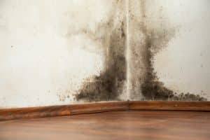 Black mold growth spreading across a wall corner above a wooden baseboard.